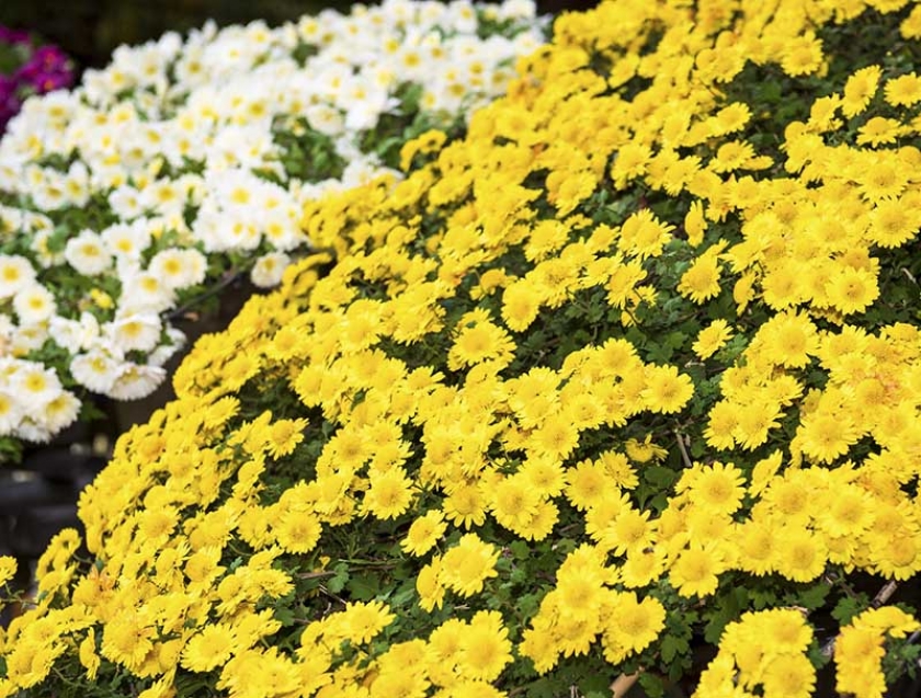 新北市政府民政局